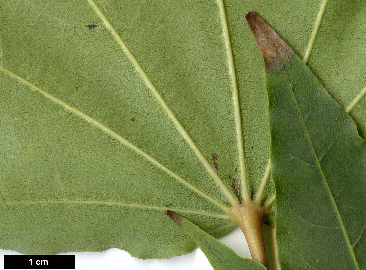 High resolution image: Family: Sapindaceae - Genus: Acer - Taxon: pictum - SpeciesSub: subsp. okamotoanum